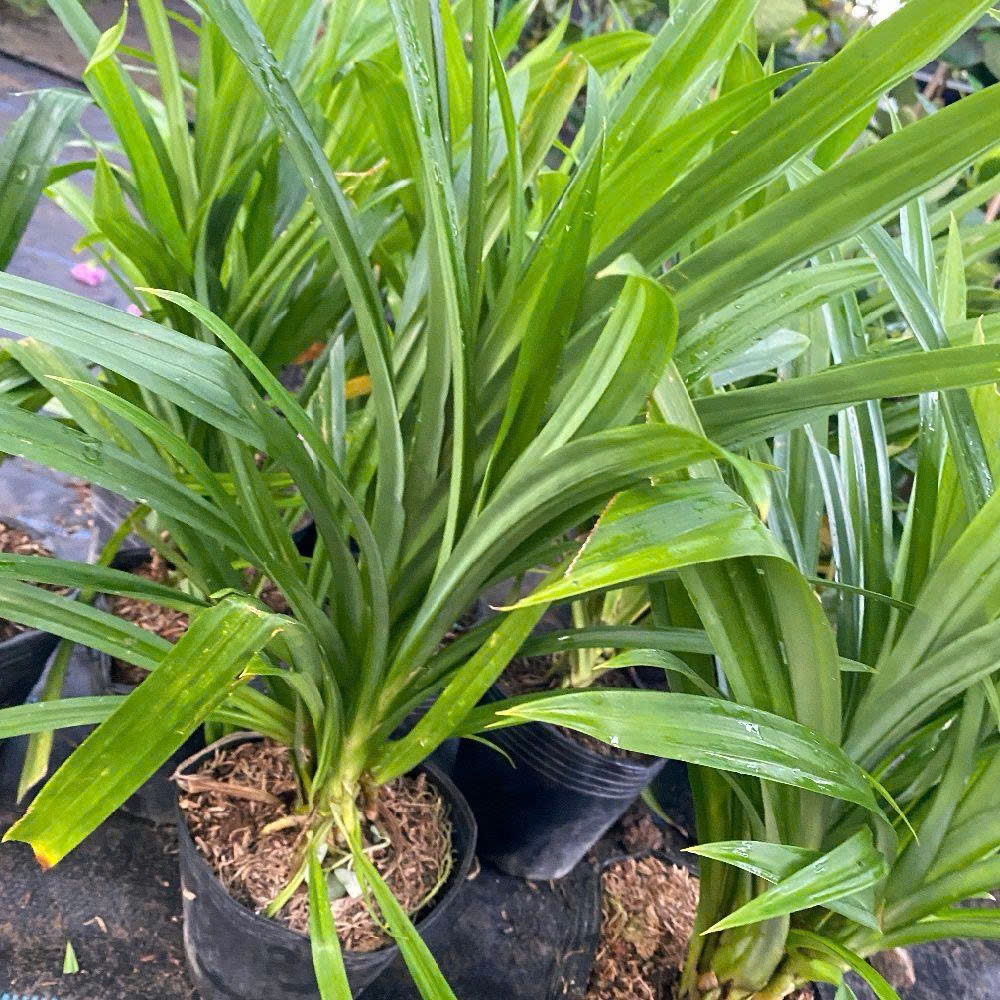 Chậu Cây lá dứa - Cao 20 cm |Cô tiên xanh FARM&GARDEN|