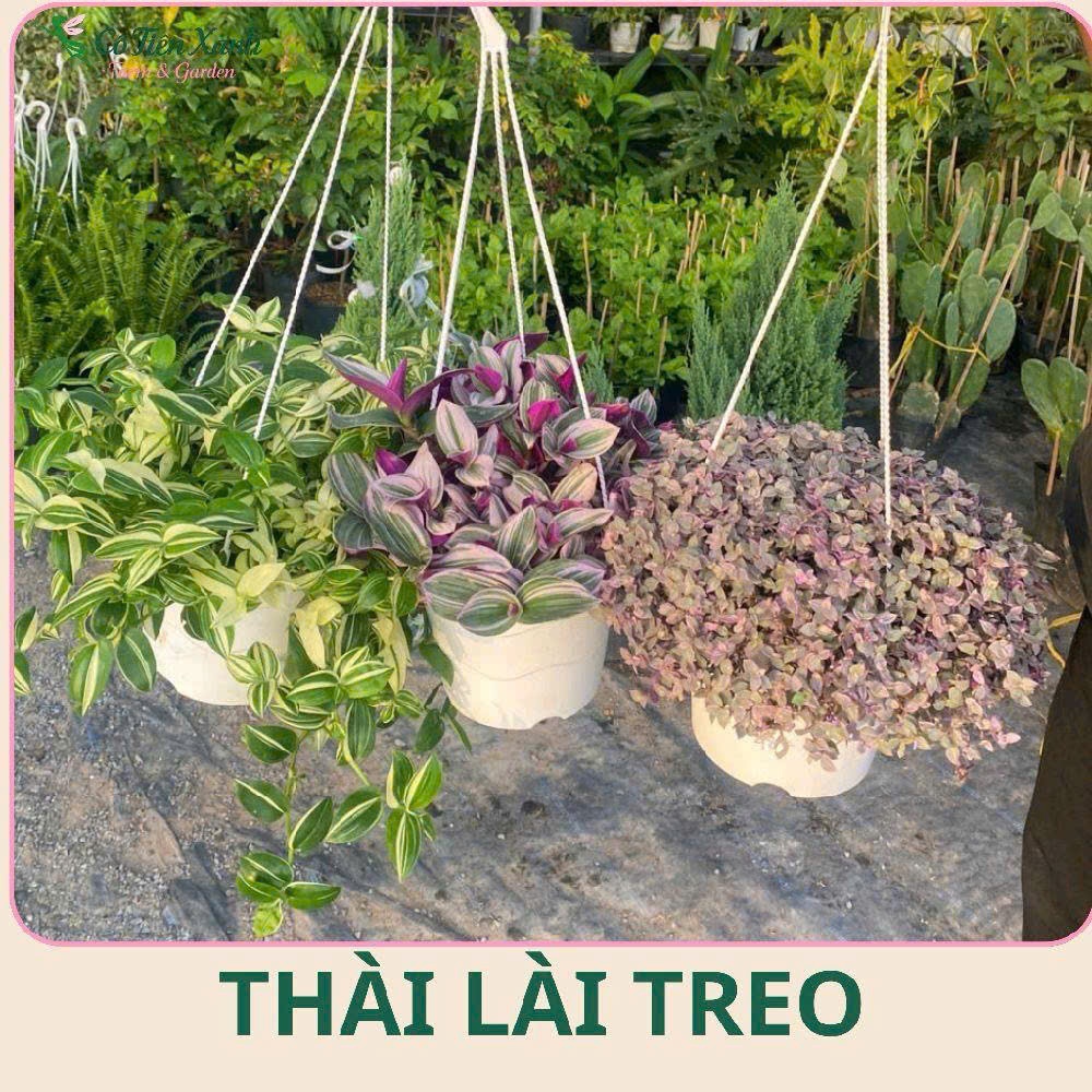 Chậu Treo Cây Thài lài màu Pastel  |Cô tiên xanh FARM&GARDEN|