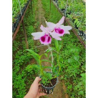 phi điệp nù thác khói mắt đỏ