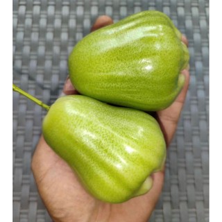 cây giống mận green bekasi