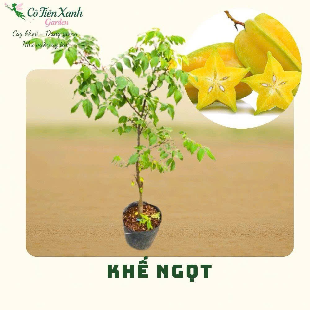 Chậu cây Khế ngọt - Cao 60-70 cm |Cô tiên xanh FARM&GARDEN|