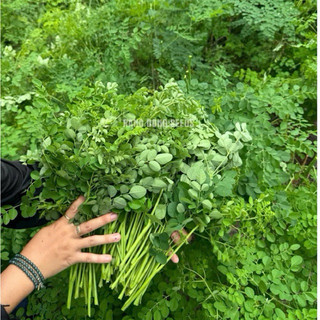 Hạt Giống Chùm Ngây 2gr