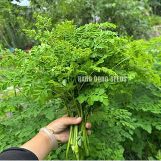 Hạt Giống Chùm Ngây 2gr