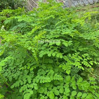 Hạt Giống Chùm Ngây 2gr