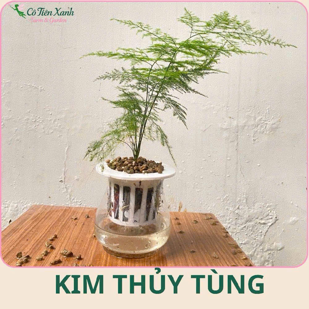 Chậu Cây Kim Thủy Tùng thủy sinh |Cô tiên xanh FARM&GARDEN|