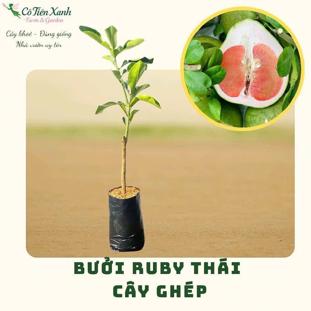 Chậu Cây bưởi Ruby Thái - Cây ghép |Cô tiên xanh FARM&GARDEN|