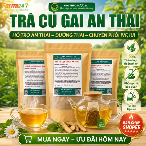 Trà túi lọc củ gai an thai cho bà bầu và hỗ trợ chuyển phôi ivf ,iui cho các mẹ hiếm muộn
