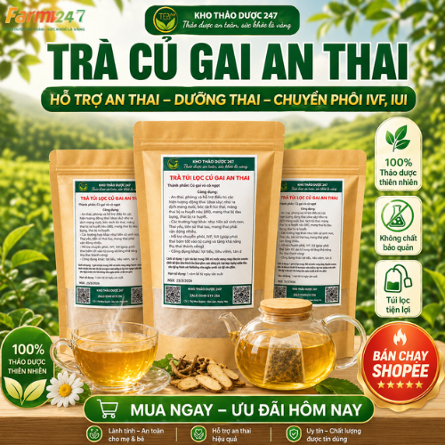 Trà túi lọc củ gai an thai cho bà bầu và hỗ trợ chuyển phôi ivf ,iui cho các mẹ hiếm muộn