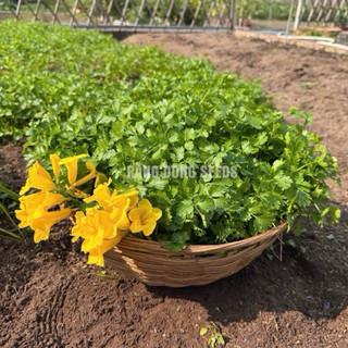 Hạt Giống Ngò Rí Rau Mùi 20gr
