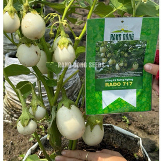 Hạt Giống Cà Trứng Ngổng 0.5gr