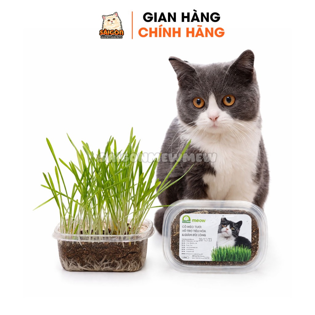 Bộ trồng ngâm hạt giống, gieo trồng, chăm sóc và thu hoạch cỏ mèo