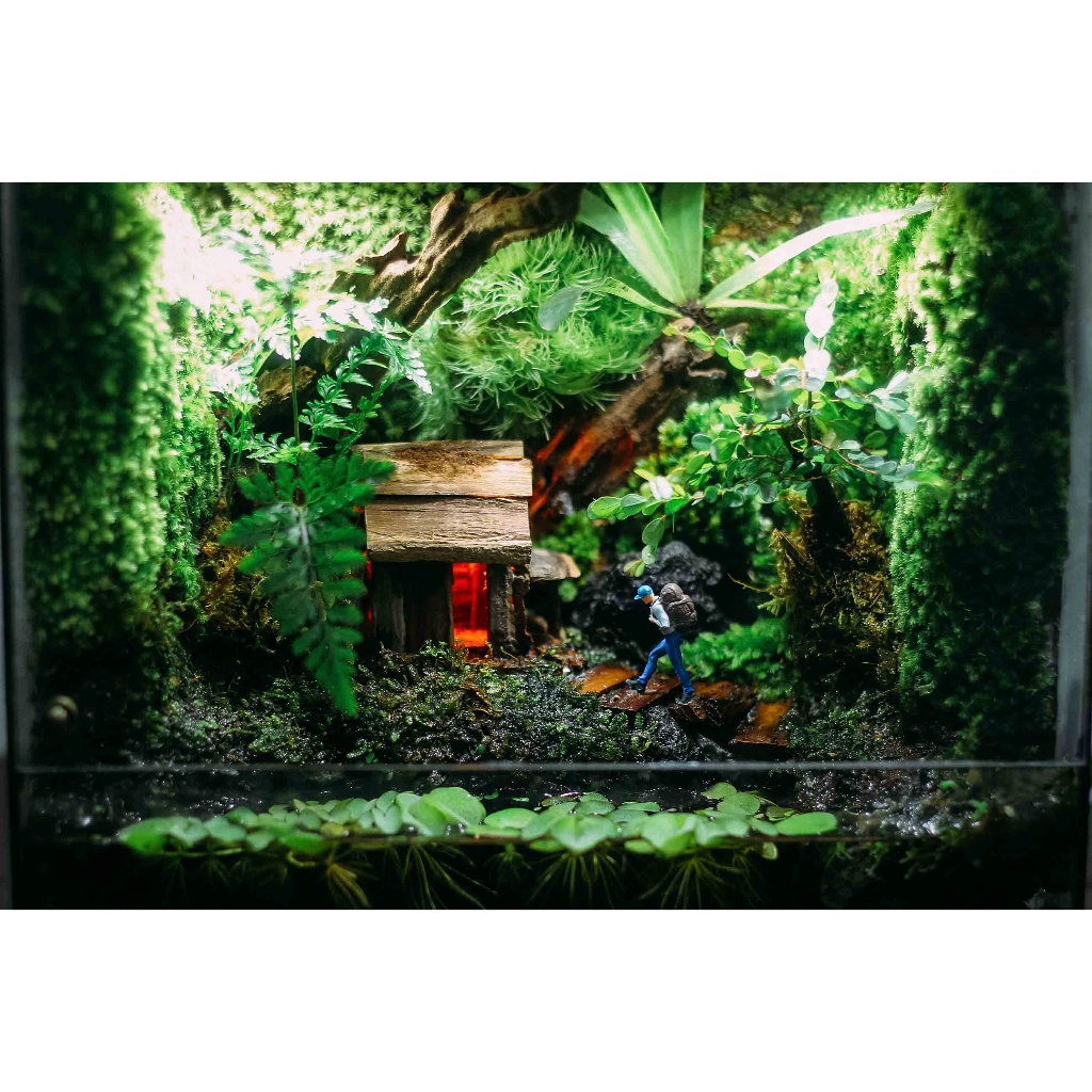 Bể Bán Cạn Terrarium Bên Kia Bìa Rừng