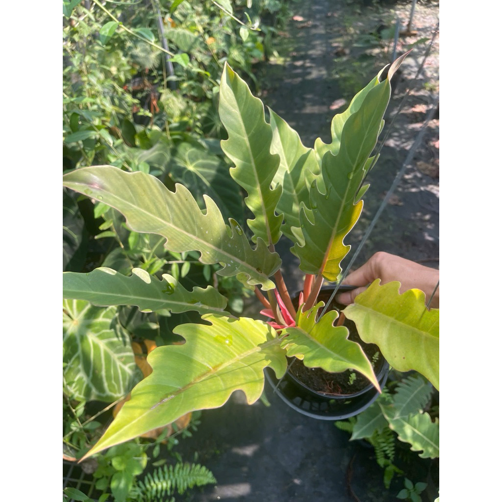 Chậu Philodendron Caramel size vừa