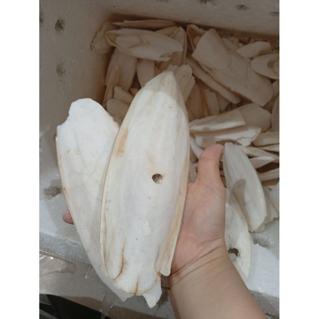 500g Mai mực, nang mực(miếng to) bổ sung canxi cho Ốc mượn hồn, chim cảnh