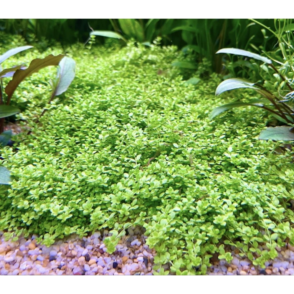 Trân châu Cuba [Hemianthus callitrichoides Cuba] - 70k/hũ