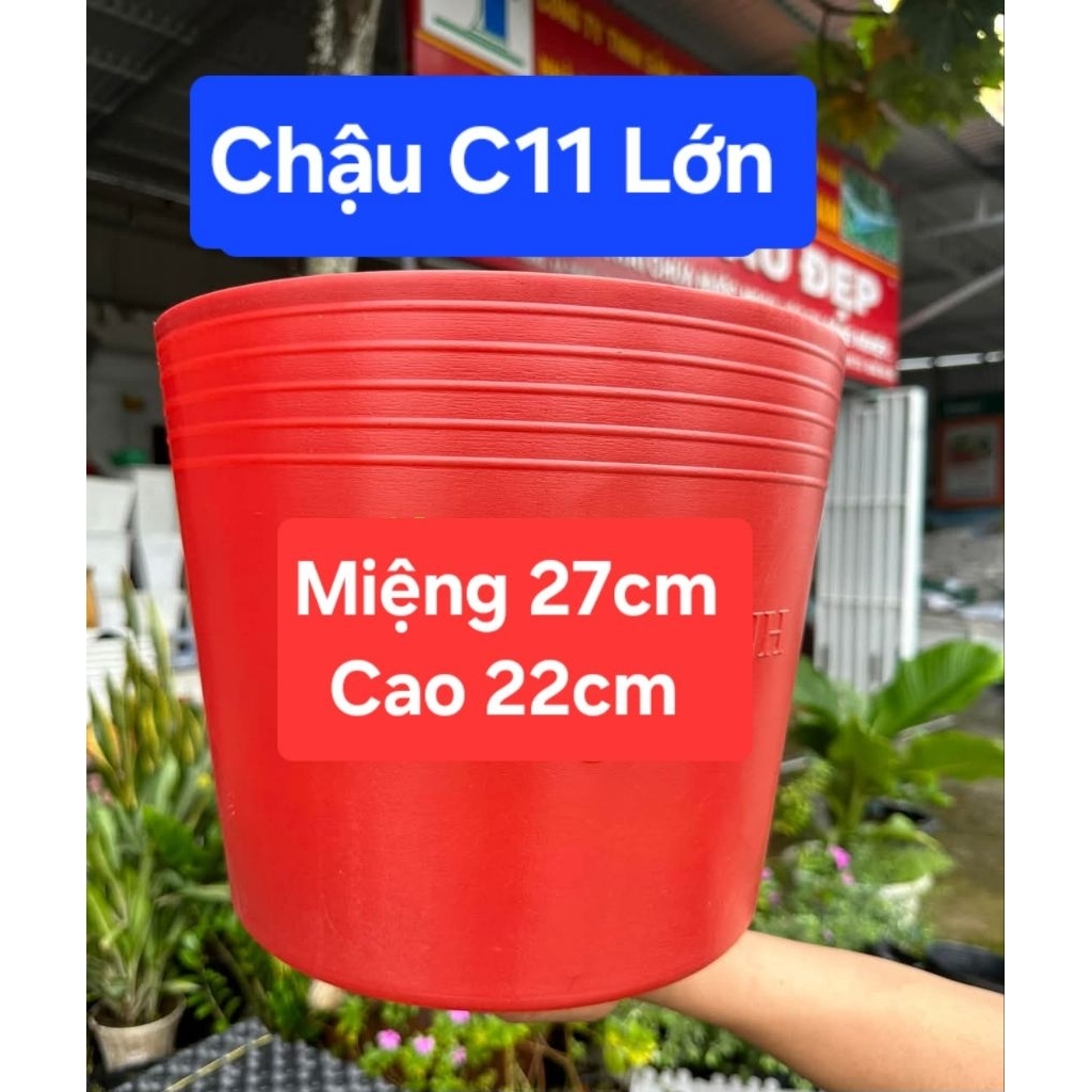 Combo Sỉ 100 Chậu C9 - C10 - C11 - C12 - C13 Đỏ , Chậu Nhựa Trồng Hoa,  Chậu Trồng Vạn Thọ
