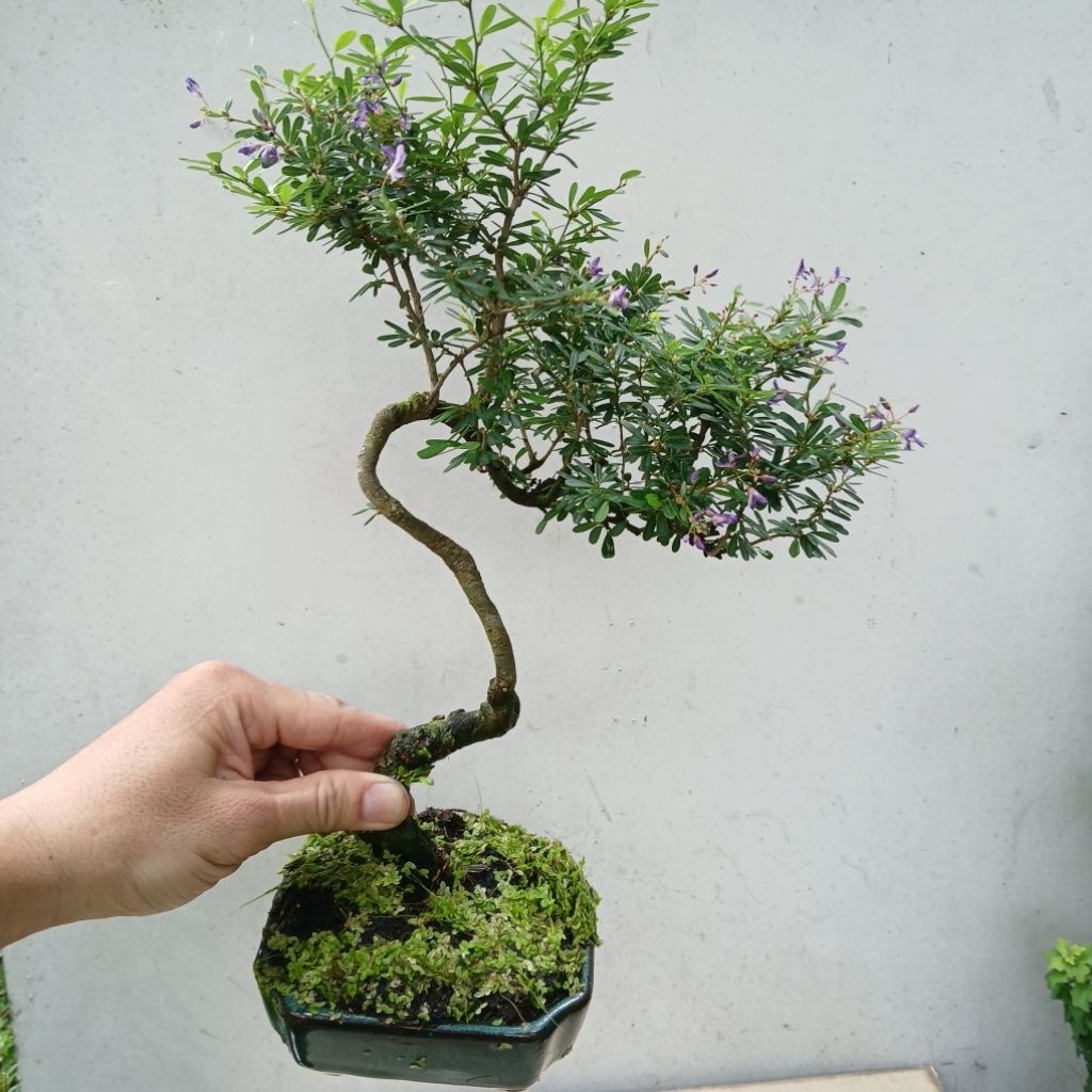 Cây linh sam bonsai mini để bàn