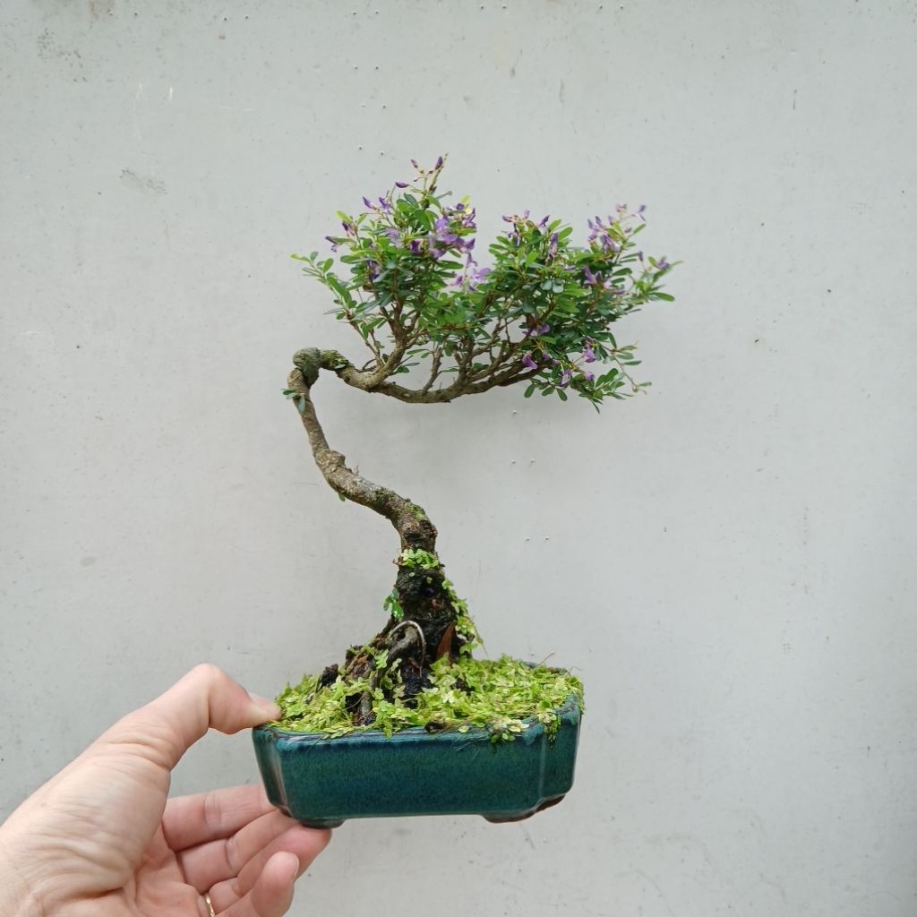 Cây linh sam 86 bonsai mini để bàn