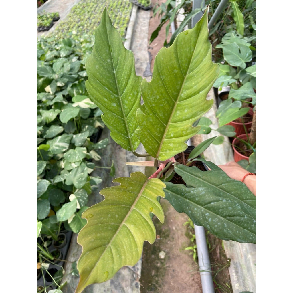 Philodendron Caramel khỏe đẹp đang up size