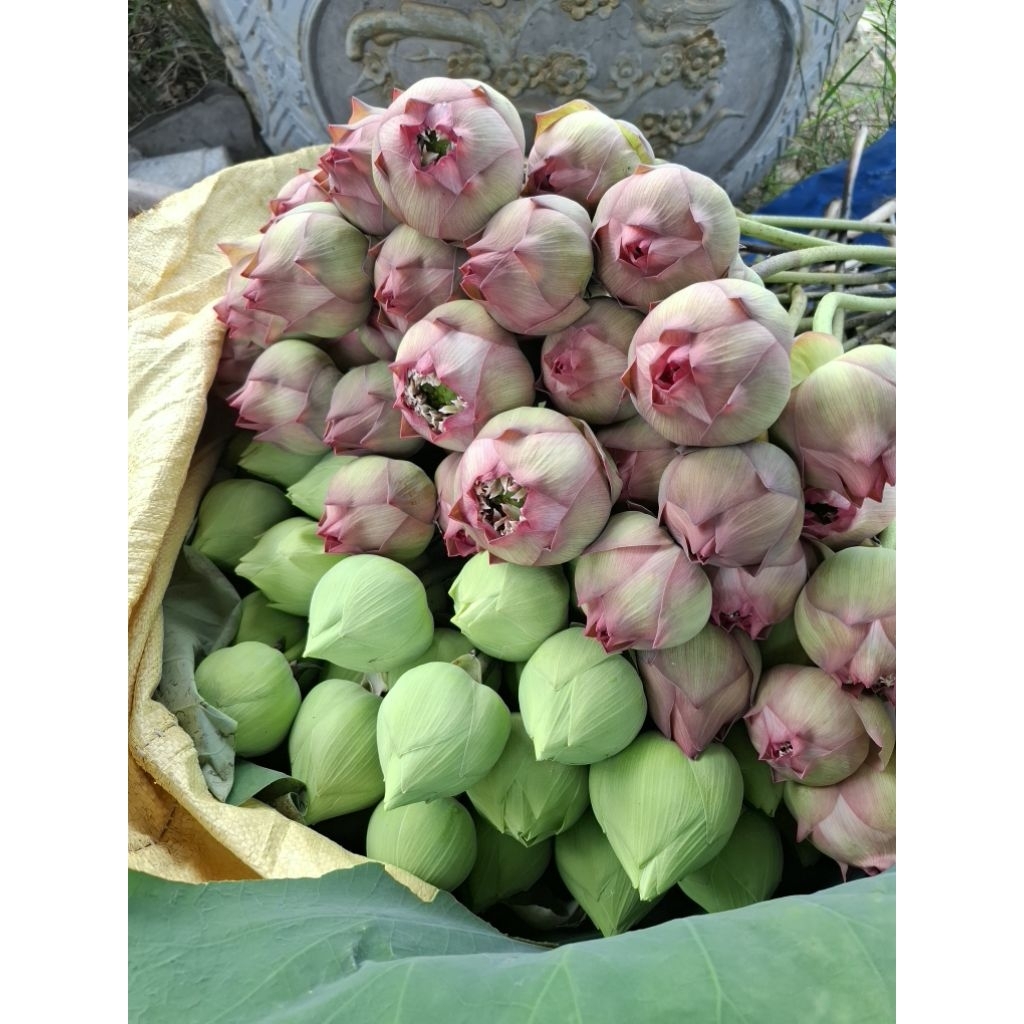 Sen hồng Juwaba hoa lẻ 10 bông