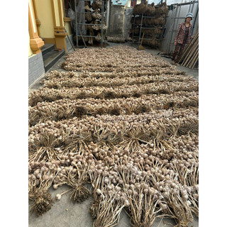 Tỏi có cuống