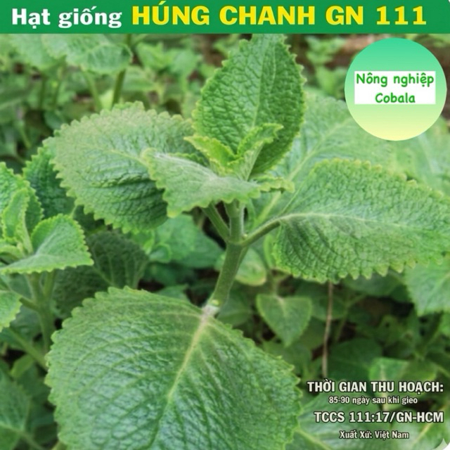 Hạt Giống Húng Chanh Gói 0.1gr