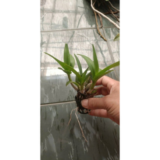 Lan Dendro Chớp sữa enobi (combo 2 cốc)