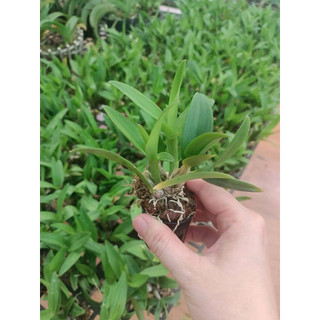 Lan Dendro Chớp sữa enobi (combo 2 cốc)