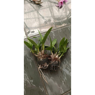 Lan Dendro Chớp sữa enobi (combo 2 cốc)