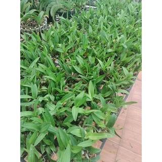 Lan Dendro Chớp sữa enobi (combo 2 cốc)