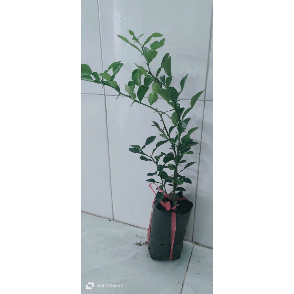 CHANH THÁI. CÂY CHÚC 2 CÂY. SIÊU ƯU ĐÃI 96K