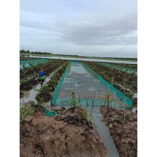 Vèo lưới nuôi ốc ếch cá lươn mắt lưới 5li mầu xanh, bền bỉ, độ bền cao