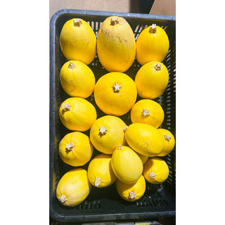 Bí sợi mì trái mini từ vườn Đà Lạt, giá ưu đãi thùng 2kg phù hợp cho em bé, học sinh, gia đình ít người