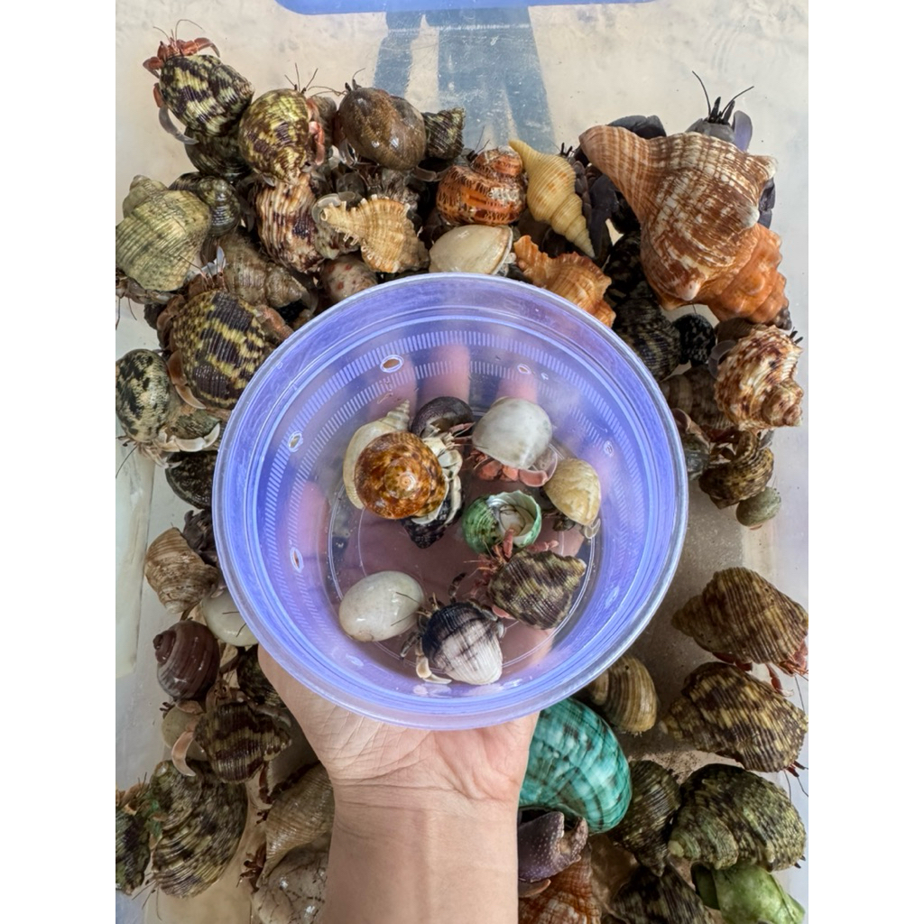 combo 10hinh Dán sicker rugo nhỏ