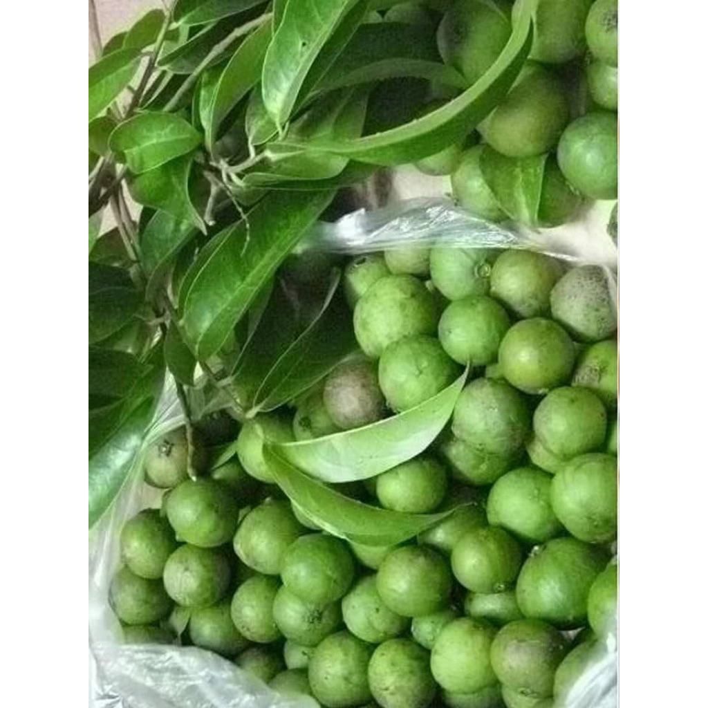 quả sấu xanh , sấu tươi , quả me xanh , trái sấu tươi