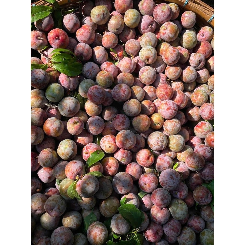 🍒3KG MẬN HẬU HÀ NỘI TUYỂN CHỌN - GIÒN, NGỌT, ĂN LÀ GHIỀN