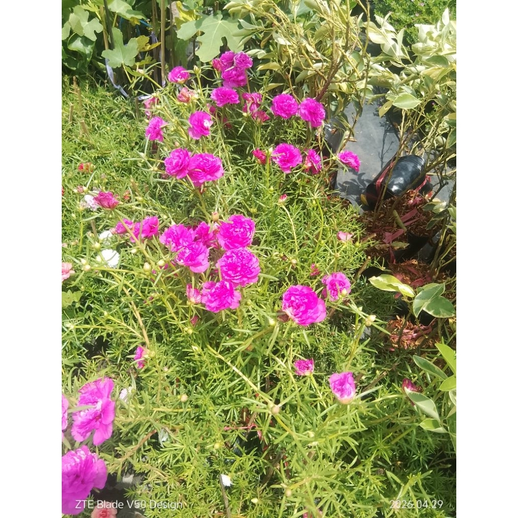Hoa 10 giờ khổng lồ nở cả ngày ( 10 giờ 24h)