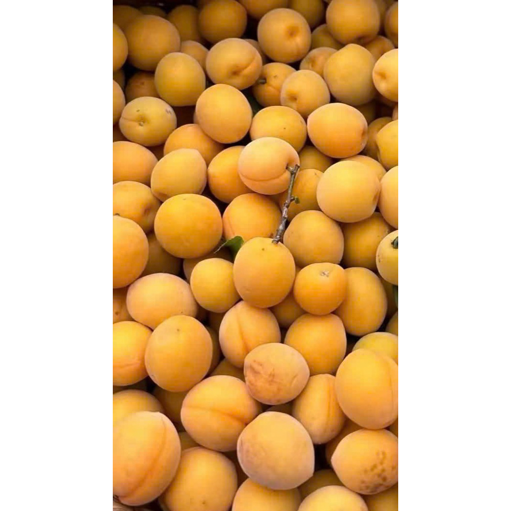 Mơ CHÙA HƯƠNG, hàng siêu hiếm