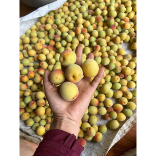 Mơ CHÙA HƯƠNG, hàng siêu hiếm