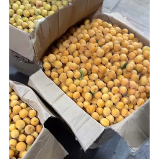Mơ CHÙA HƯƠNG, hàng siêu hiếm