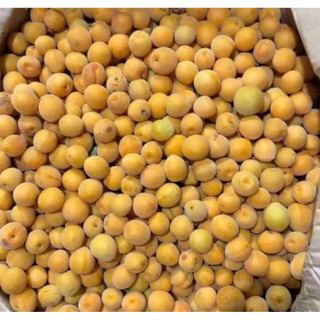 Mơ CHÙA HƯƠNG, hàng siêu hiếm