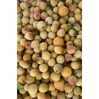 Mơ CHÙA HƯƠNG, hàng siêu hiếm