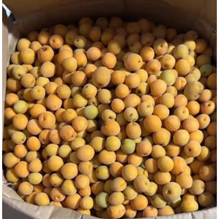 Mơ CHÙA HƯƠNG, hàng siêu hiếm