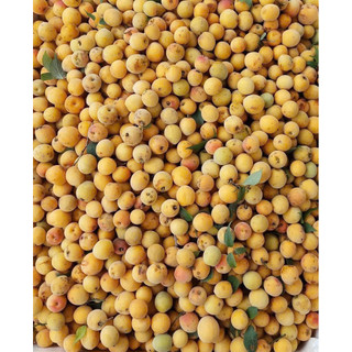 Mơ CHÙA HƯƠNG, hàng siêu hiếm