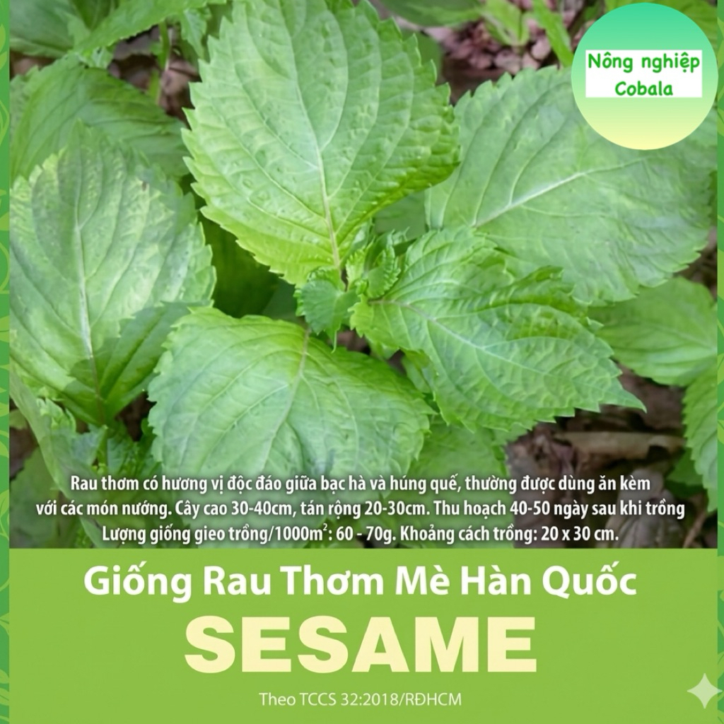 Hạt Giống Rau Thơm Mè, Lá Mè Hàn Quốc 0.5gr