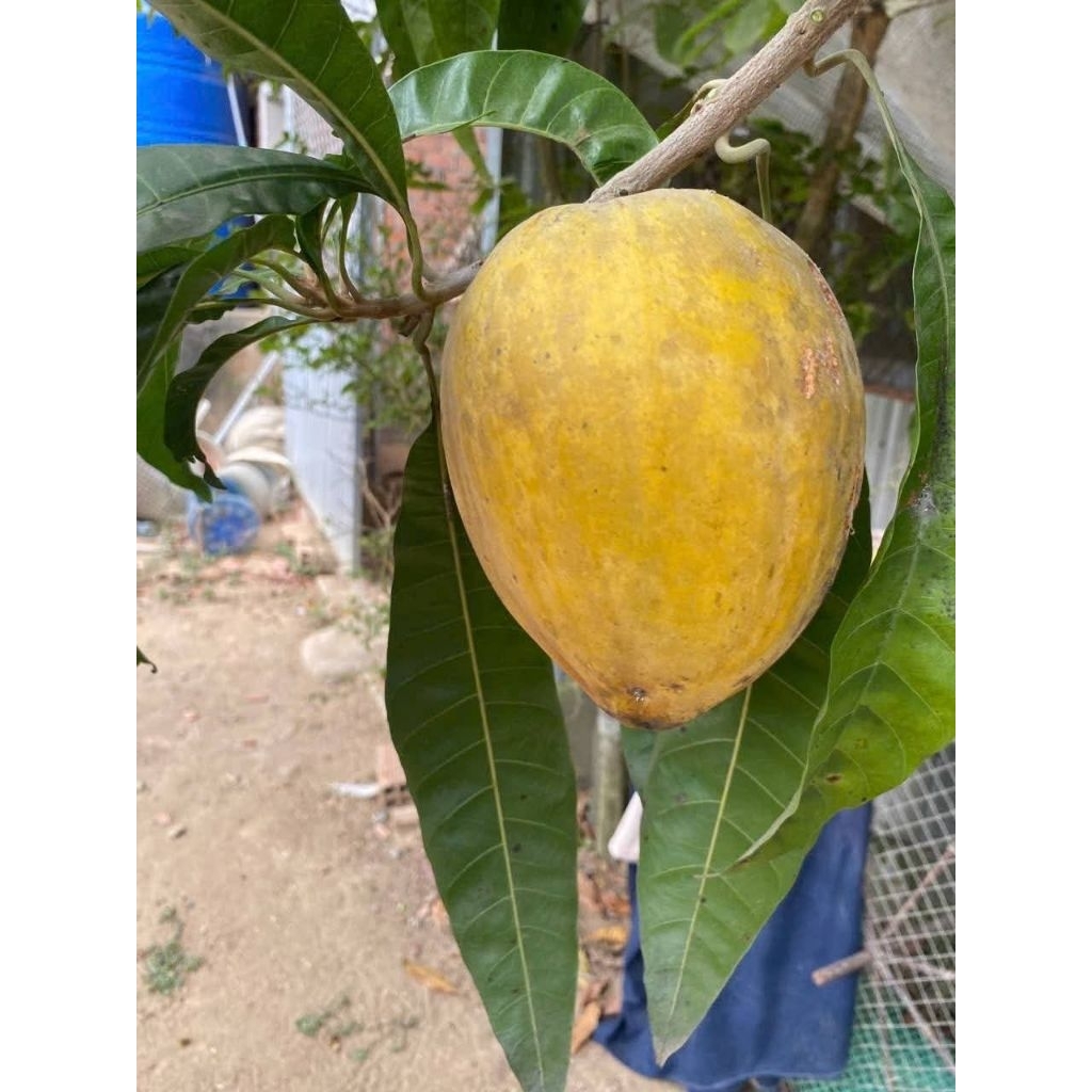 cây giống lê ki ma cây ươm hạt