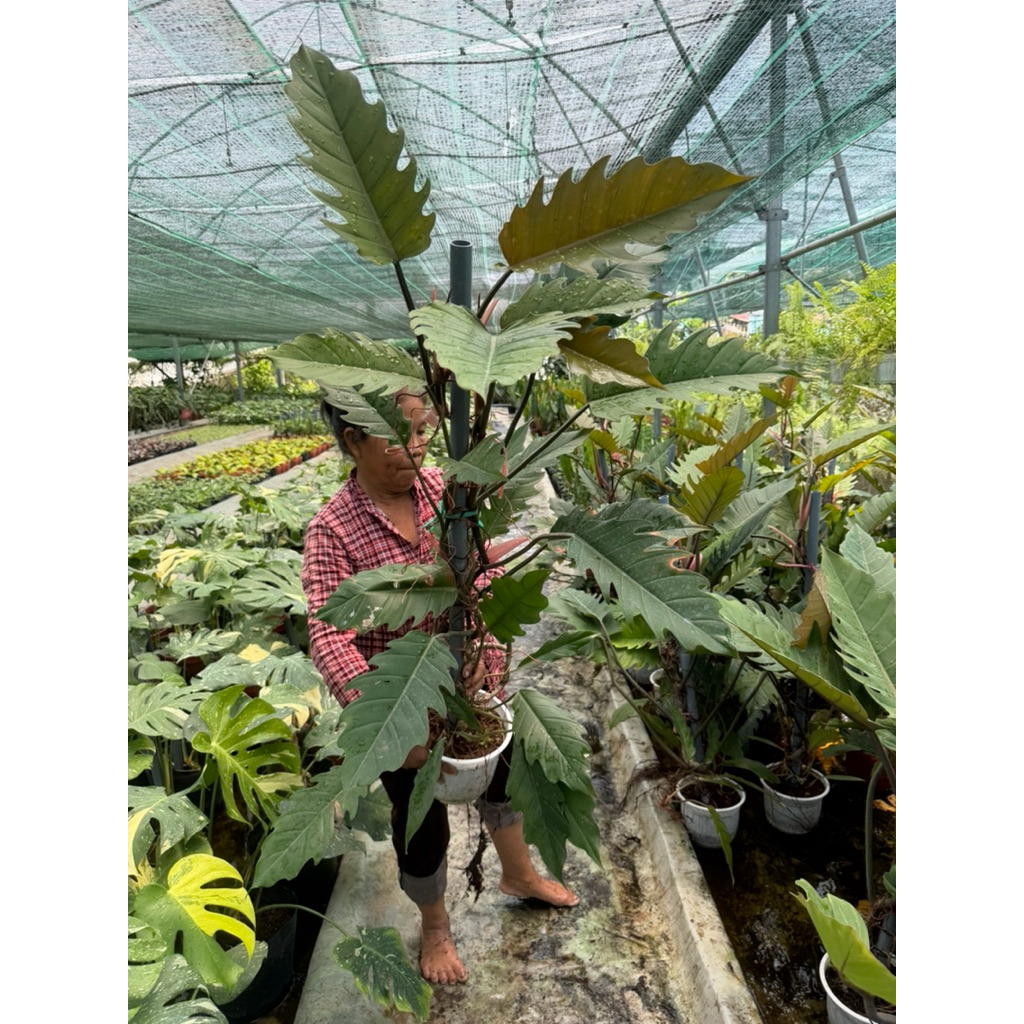 Chậu Philodendron Caramel đang leo trụ chậu 2c cao hơn 1m khỏe đẹp
