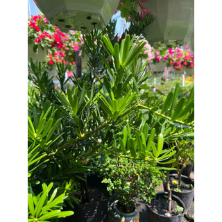 Cây Tùng la hán size trung cao tầm 50cm