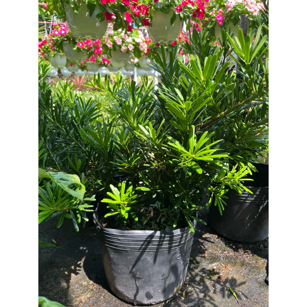Cây Tùng la hán size trung cao tầm 50cm
