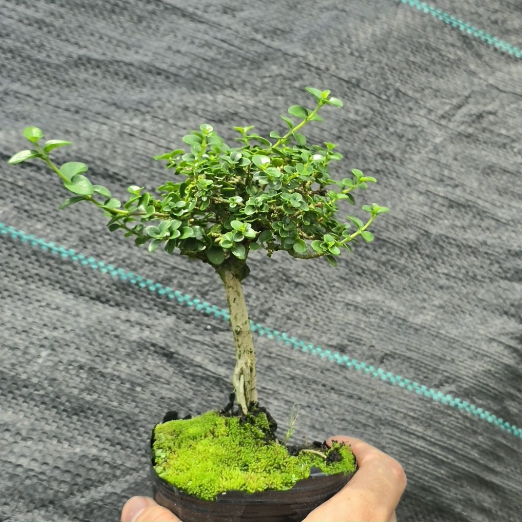 sam hương bonsai mini
